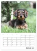 Geliebte Rabauken - Rauhaardackel (Wandkalender 2027 DIN A4 Produktbild-Vorschau 4