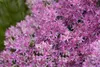 Sedum spectabile 'Carl', Fetthenne, rosa Blüten, ca. 11x11 Produktbild-Vorschau 1