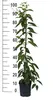 Großrüchtige Bayern-Kiwi `Super Jumbo´ (Actinidia arguta) - Produktbild-Vorschau 2