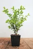 Ligustrum ovalifolium 'Aureum', Goldliguster, ca. 9x9 cm Produktbild-Vorschau 1
