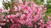 Oleander (Nerium oleander)  - 20 Samen Produktbild-Vorschau 2