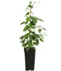 Dehner Kiwi Nostino, Actinidia arguta, grüne Produktbild-Vorschau 2