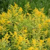 6 x zlatovka  - Solidago 'Goldenmosa'  | Kvetináč 9 cm x 9 Náhľad obrázku produktu 2