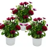 Cesto del Capo - Osteospermum ecklonis - vaso da 11 cm - Anteprima dell’immagine prodotto 1