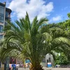 Semená Phoenix Canariensis - balenie 10 ks - Semená palmy - Náhľad obrázku produktu 8