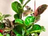 Gardners Ficus elastica Belize, průměr 12 cm Náhled obrázku produktu 2