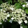 Kletterhortensie (Hydrangea anomala Petiolaris/Hortensie) Produktbild-Vorschau 6