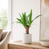Palmlilie 1-stämmig - pflegeleichte Zimmerpflanze, Yucca Produktbild-Vorschau 4