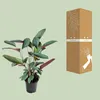 Ctenanthe Setosa - 50-60cm - Ø17cm - Plante d'intérieur - Voir les images du produit 3