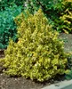 A variegated shrub with yellow and green leaves in a garden setting. Produktbild-Vorschau