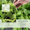 Rucola Samen (Eruca sativa, 500 Korn) - Rauke Saatgut aus Produktbild-Vorschau 2