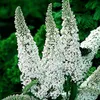 Krzew motylkowy Buddleja davidii White Profusion, zestaw 3 Podgląd zdjęcia produktu 6