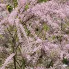 Kleinblütige Tamariske, 20-30 cm, Cont. 2,5 l Produktbild-Vorschau 3