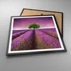 Gerahmtes Poster - Schwarzer Rahmen - Wiese lavenda Sommer Produktbild-Vorschau 3