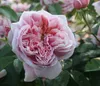 Dehner Edelrose Schöne Maid®, Züchter Tantau, rosa Blüten, Produktbild-Vorschau 1