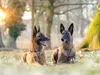 CALVENDO Puzzle Ein Motiv aus dem Kalender Malinois - Produktbild-Vorschau 3