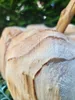 Holzkürbis Holzkürbis - d = 28 cm Produktbild-Vorschau 5