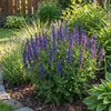 Bloomique - Lot de 6 - Salvia Blaukönigin - Sauge - Voir les images du produit 5