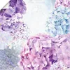 ARTland Poster Blau und Pink Hortensie Größe: 70x70 cm Produktbild-Vorschau 1