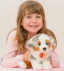 Teddy-Hermann Teddy Hermann Australian Shepherd Welpe, ca. Produktbild-Vorschau 2