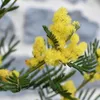 A close-up of yellow mimosa flowers and green leaves. Voir les images du produit