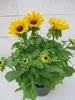 Rudbeckia - Sunbeckia Giggling Smiley - Sonnenhut Giggling Produktbild-Vorschau 2