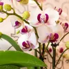 Kolibri Orchideje – bílá orchidej Phalaenopsis, minerální Náhled obrázku produktu 5