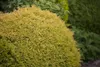 Thuja occidentalis 'Rheingold', Lebensbaum, goldgelb, 50–60 Produktbild-Vorschau 2