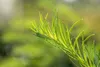 A close-up of a green plant branch with thin, needle-like leaves against a blurred green background. Produktbild-Vorschau