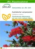 SAFLAX - Australischer Lampenputzer - Callistemon citrinus Produktbild-Vorschau 1