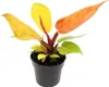 Philodendron Prince of Orange - oranžový strom priate? - Náhľad obrázku produktu 1