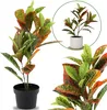 Künstliche Bume im Topf, Gummibaum 58 cm Produktbild-Vorschau 1