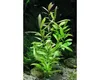 Vodní rostlina Hygrophila polysperma Náhled obrázku produktu 2
