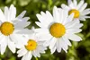 Leucanthemum vulgare, Margerite, weiß, ca. 9x9 cm Topf Produktbild-Vorschau 1