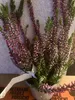 6 x Calluna vulgaris rouge/rouge - Bruyère d'été, bruyère Voir les images du produit 1