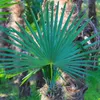 5 Stück XXL Stämme, Palme Trachycarpus fortunei - Produktbild-Vorschau 10
