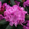 Rhododendron 'Roseum Elegans' | 40-50 cm, en pot Voir les images du produit 2