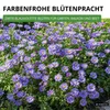 Australisches Gänseblümchen Blausternchen Samen - Produktbild-Vorschau 5