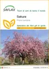 SAFLAX  - Sakura - 30 semi - Prunus Anteprima dell’immagine prodotto 1