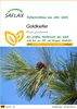 SAFLAX - Goldkiefer - Pinus ponderosa - 20 Samen Produktbild-Vorschau 1