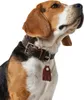 Collare Hunter Cody in pelle, misura:45 cm, Anteprima dell’immagine prodotto 4