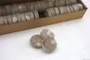 Meister Kokos-Quelltabletten Ø 3,5 cm Praktisches Set mit Produktbild-Vorschau 6