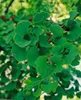 Ginkgo biloba 'Troll', Fächerblattbaum, kompakt, 60–70 cm Produktbild-Vorschau 4