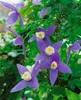 Clematis alpina, Alpen-Waldrebe, blau, 40–60 cm Produktbild-Vorschau 8