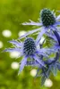Eryngium planum, żwirek płaskolistny, stalowoniebieski, Podgląd zdjęcia produktu 12