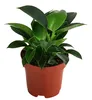 Dehner Baumfreund, Philodendron Green Princess, Produktbild-Vorschau 1