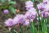 SAFLAX - Bio - Szczypiorek - 250 Nasiona - Allium Podgląd zdjęcia produktu 6