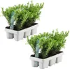 Plants by Frank | 12 Plantes de houx du Japon | Ilex Voir les images du produit 1
