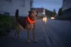 PRECORN LED USB- Halsband Hund Silikon Hundehalsband Produktbild-Vorschau 2