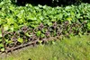 Beetzaun Gusseisen Produktbild-Vorschau